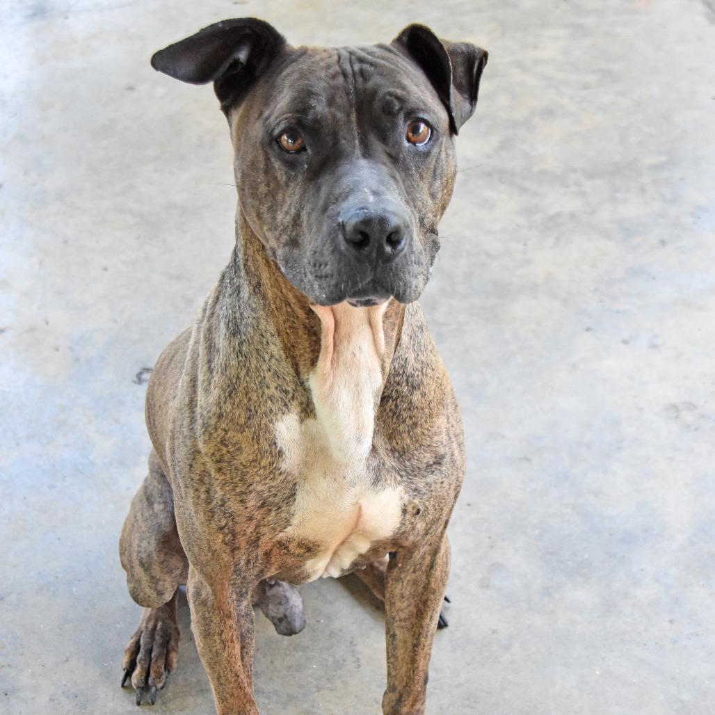 Samson, a Adoptable mixed breed in Columbus, NC image 5/6