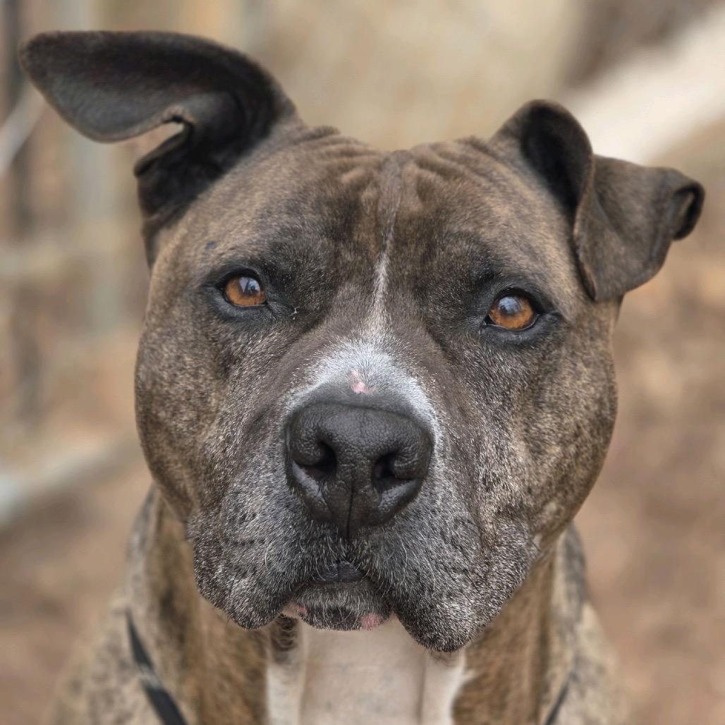Enlarge Samson, a Adoptable mixed breed in Columbus, NC image 6/6