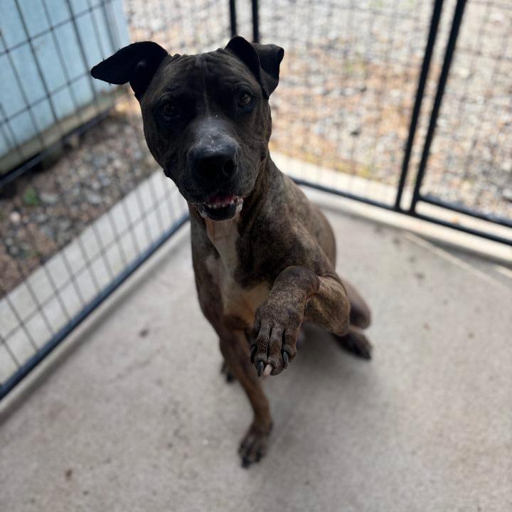 Samson, a Adoptable mixed breed in Columbus, NC image 6/6