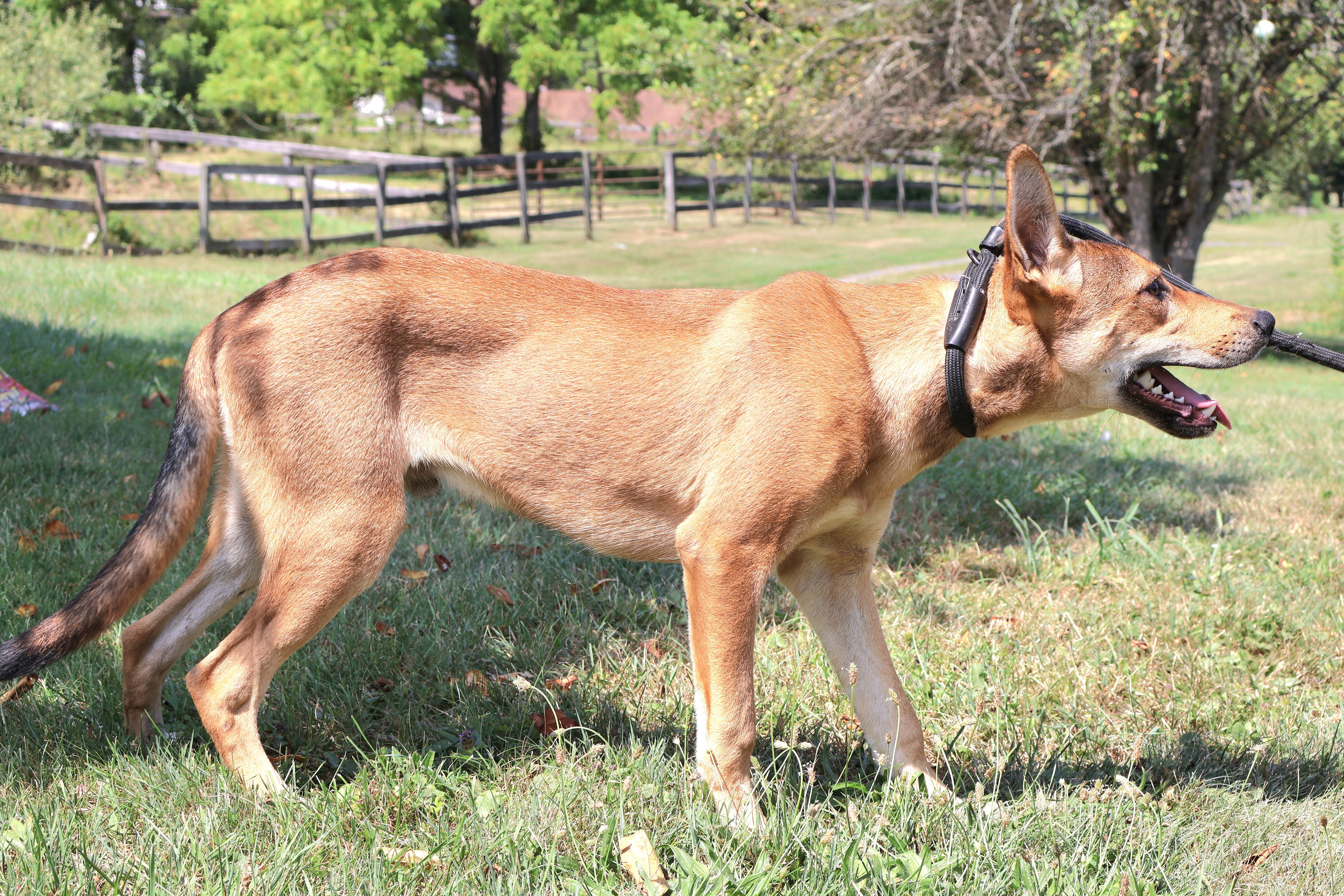 VIGO "In NY: Foster &/or Forever Home Needed!", a Adoptable mixed breed in New York, NY image 5/6