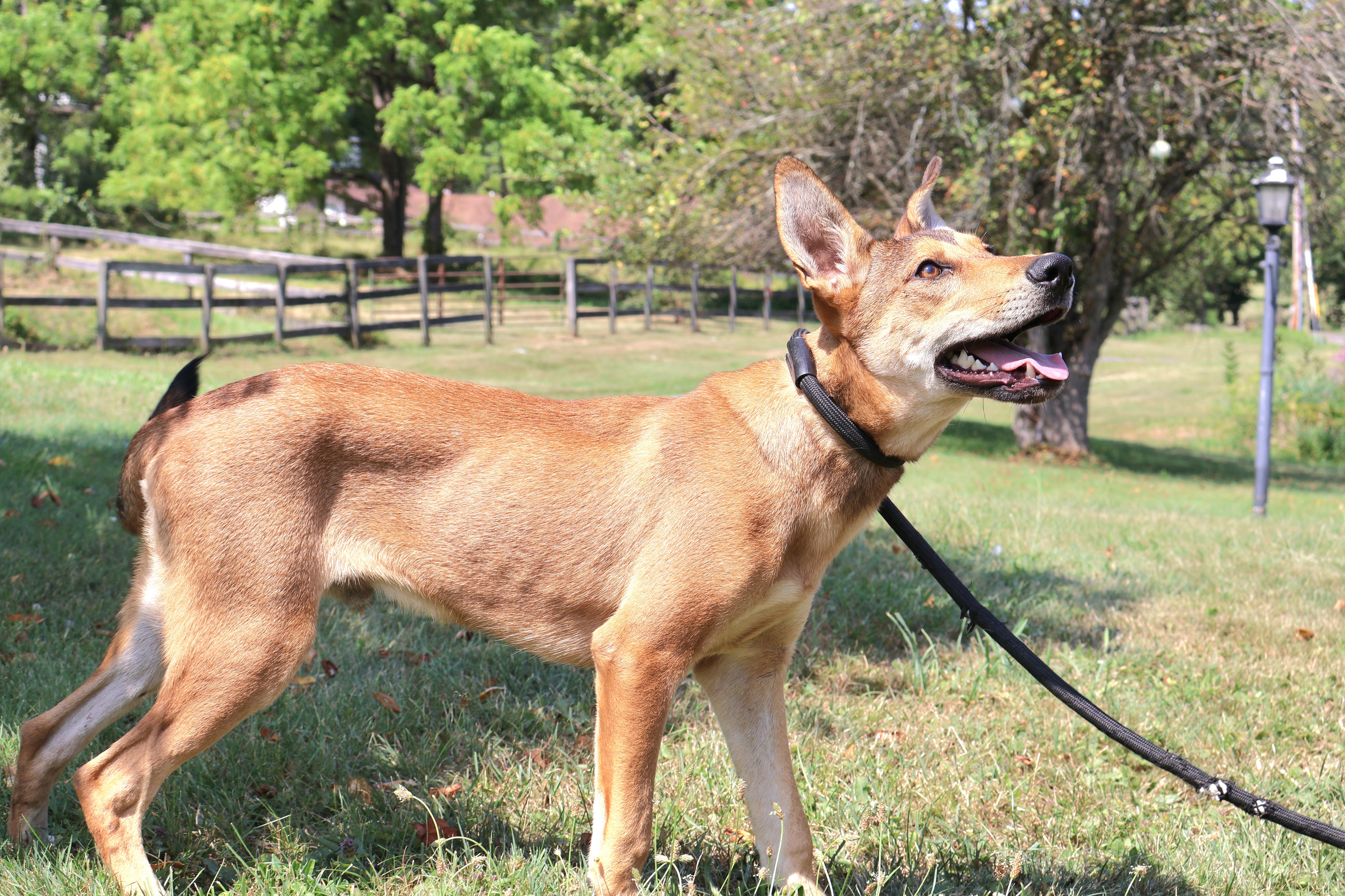 VIGO "In NY: Foster &/or Forever Home Needed!", a Adoptable mixed breed in New York, NY image 4/6