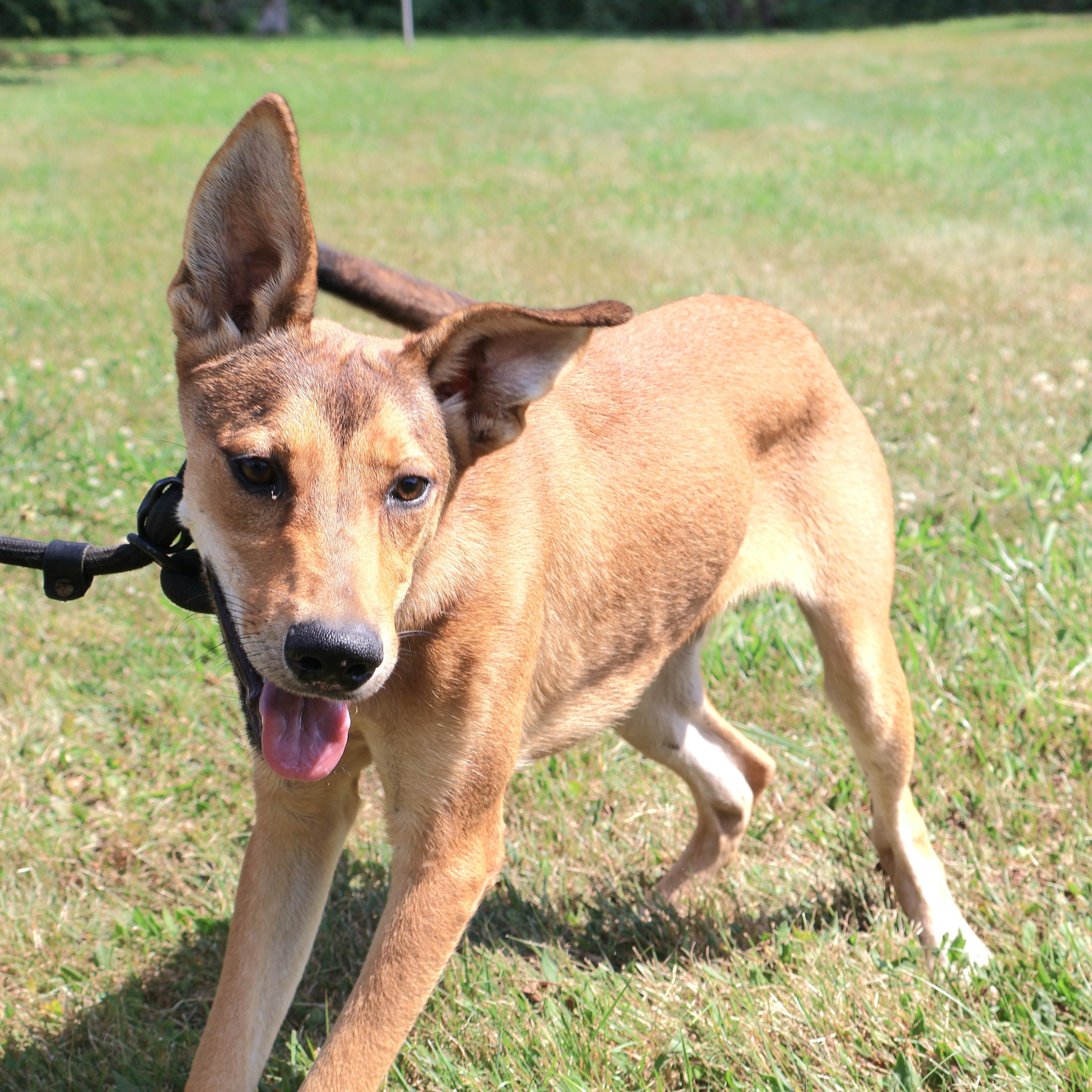 VIGO "In NY: Foster &/or Forever Home Needed!", a Adoptable mixed breed in New York, NY image 6/6