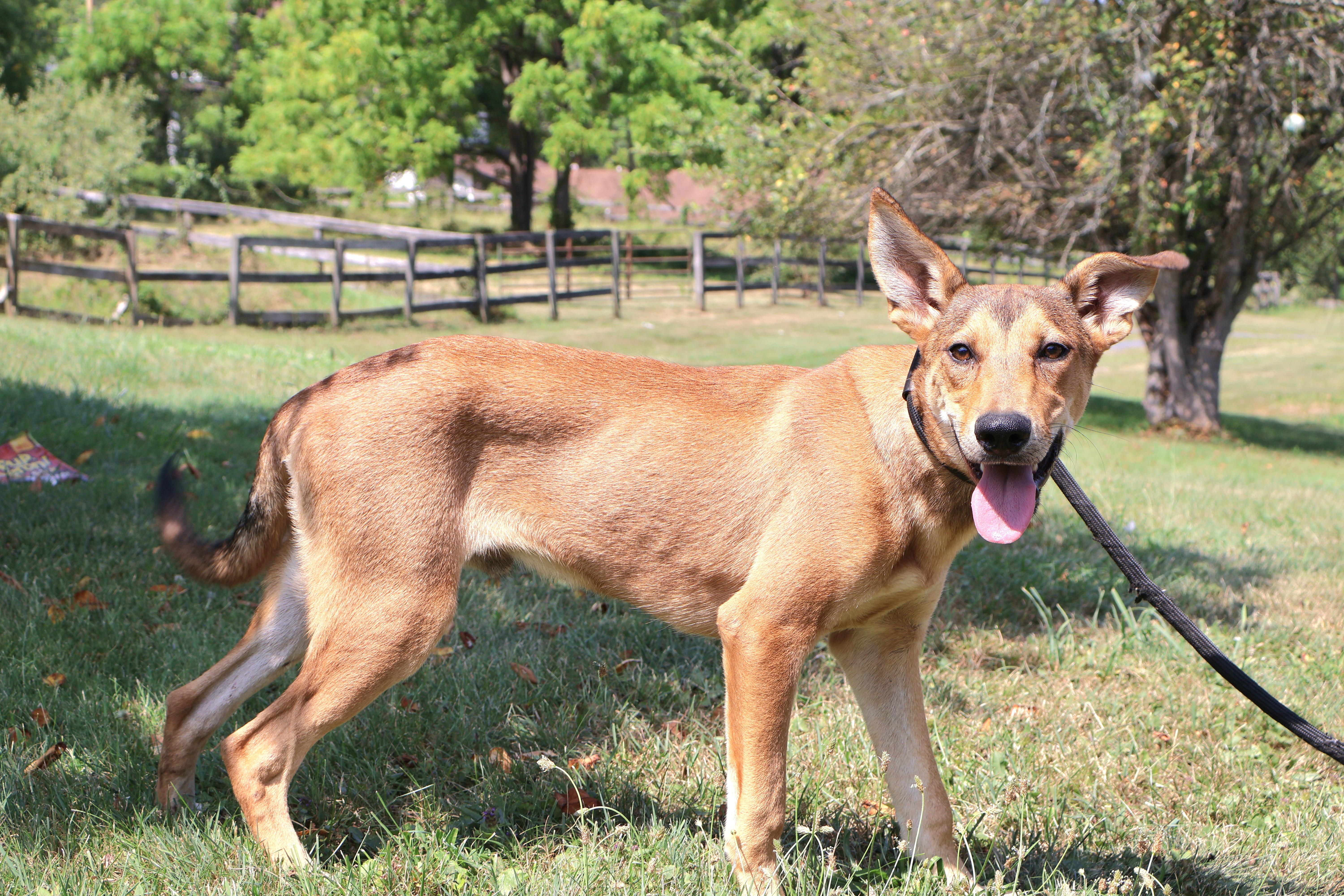 VIGO "In NY: Foster &/or Forever Home Needed!", a Adoptable mixed breed in New York, NY image 3/6
