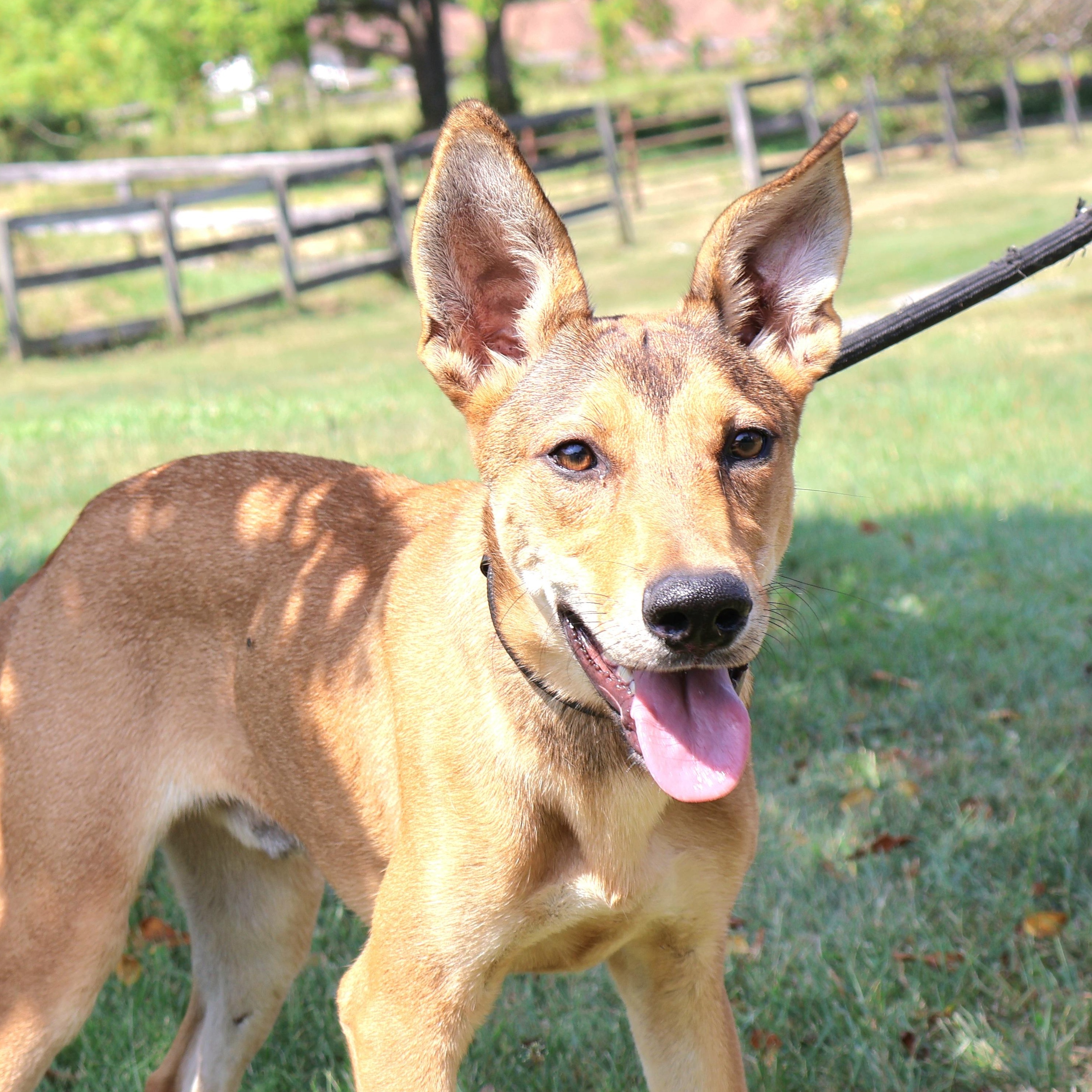 VIGO "In NY: Foster &/or Forever Home Needed!", a Adoptable mixed breed in New York, NY image 1/6