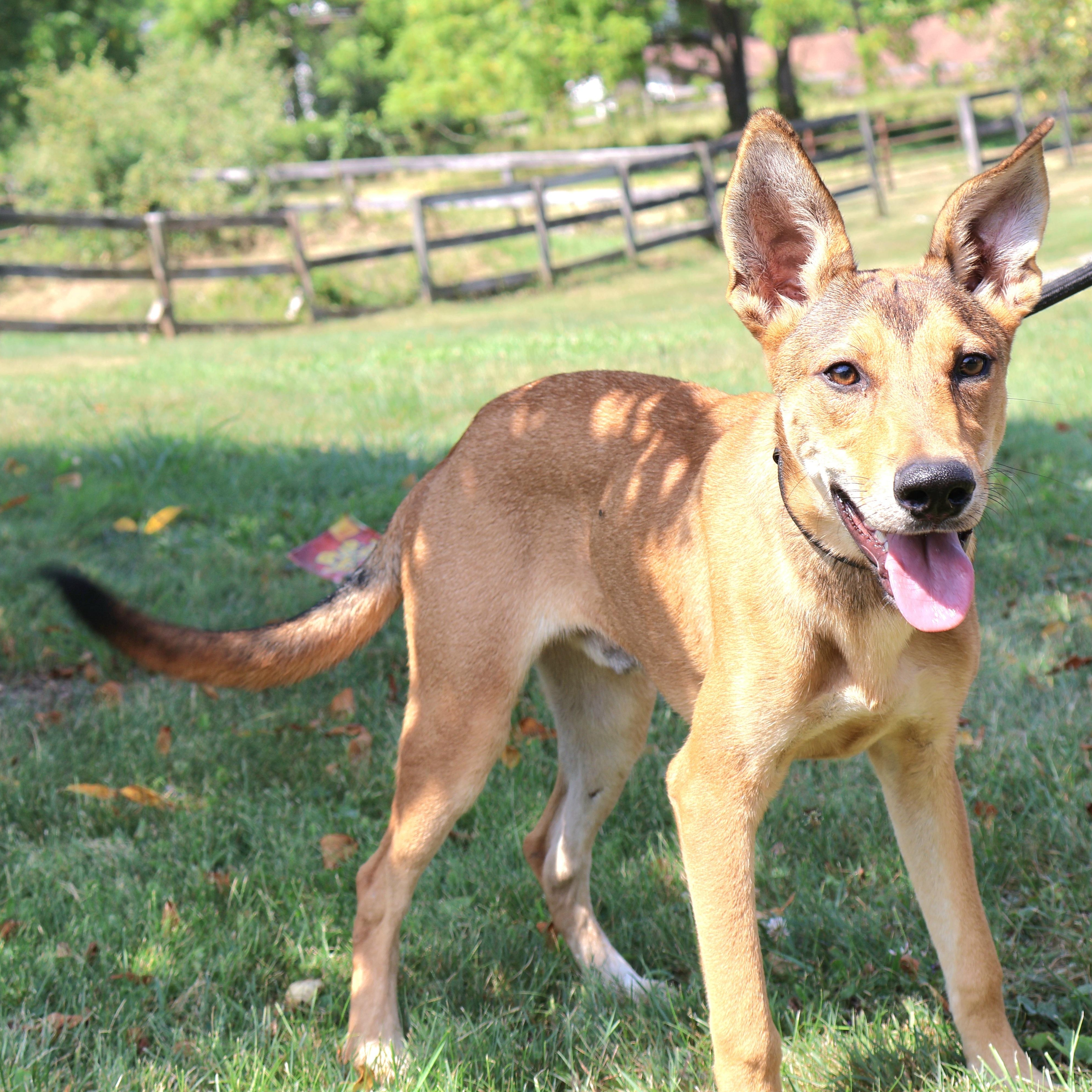 VIGO "In NY: Foster &/or Forever Home Needed!", a Adoptable mixed breed in New York, NY image 2/6