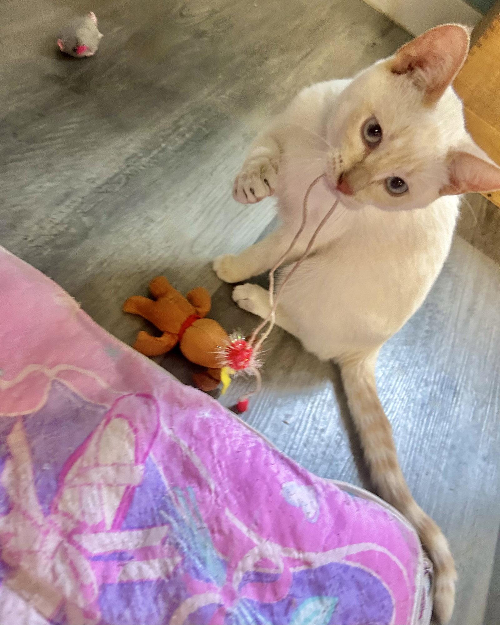 Freesia, Adopted, Kitten Female Siamese & Domestic Short Hair.