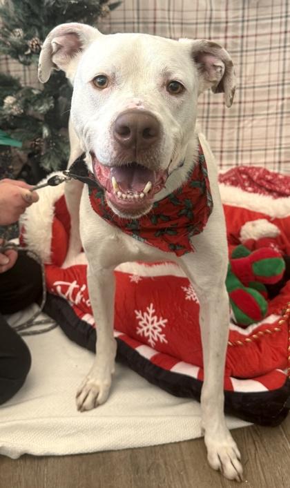 Enlarge Rocky, a Adoptable mixed breed in Palm Coast, FL image 1/3