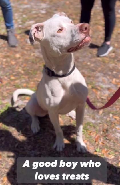 Enlarge Rocky, a Adoptable mixed breed in Palm Coast, FL image 2/3