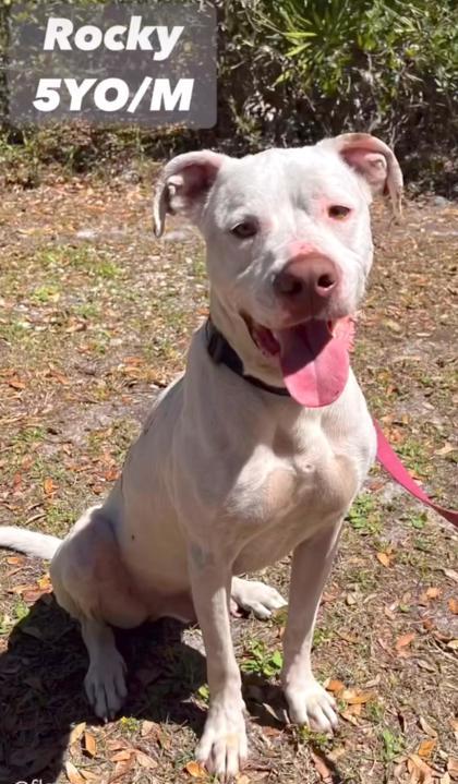 Enlarge Rocky, a Adoptable mixed breed in Palm Coast, FL image 3/3