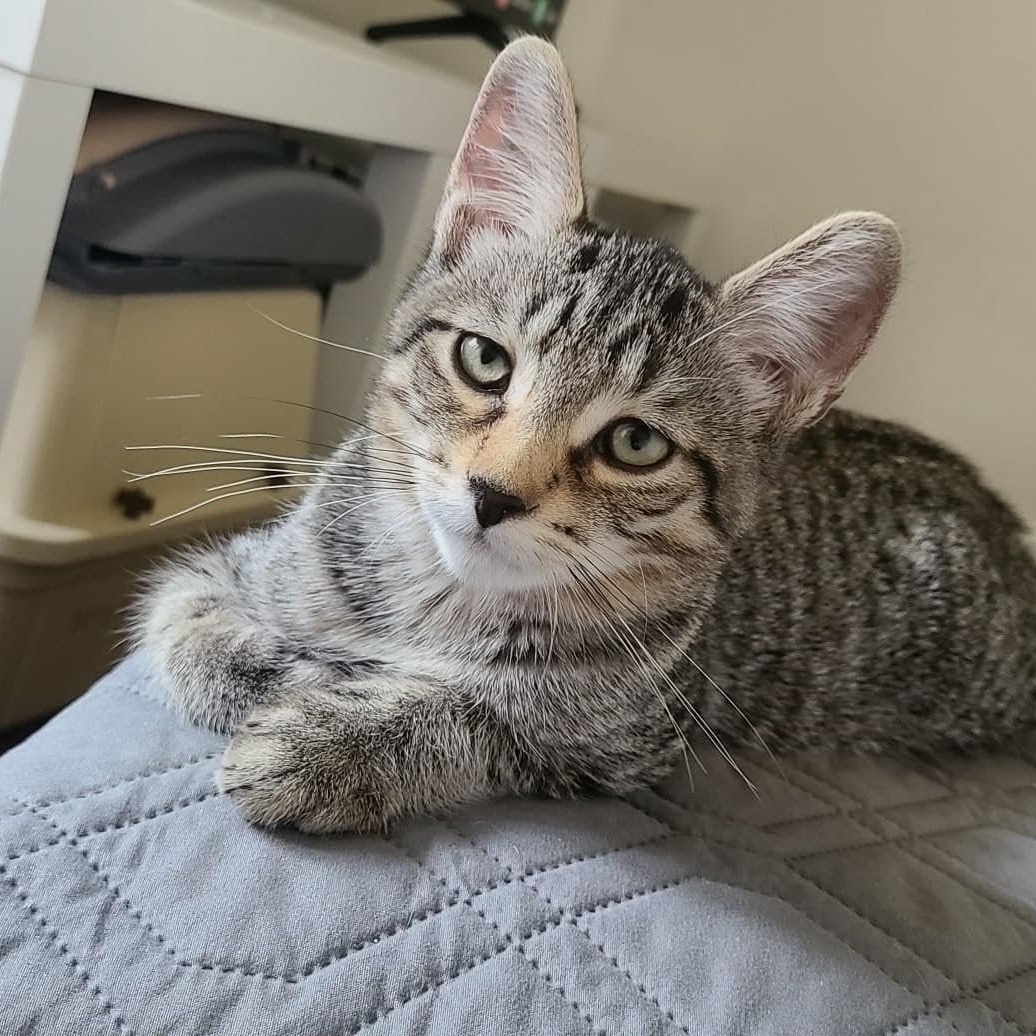 Cilantro, adoptable, Kitten Male Domestic Short Hair.
