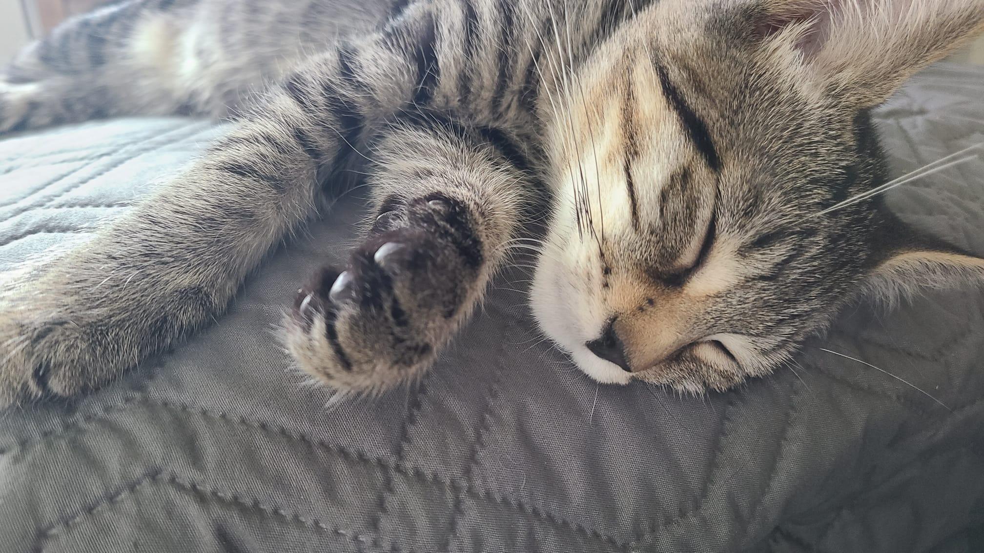Cilantro, an adoptable Domestic Short Hair in Cambridge, ON image 3/4