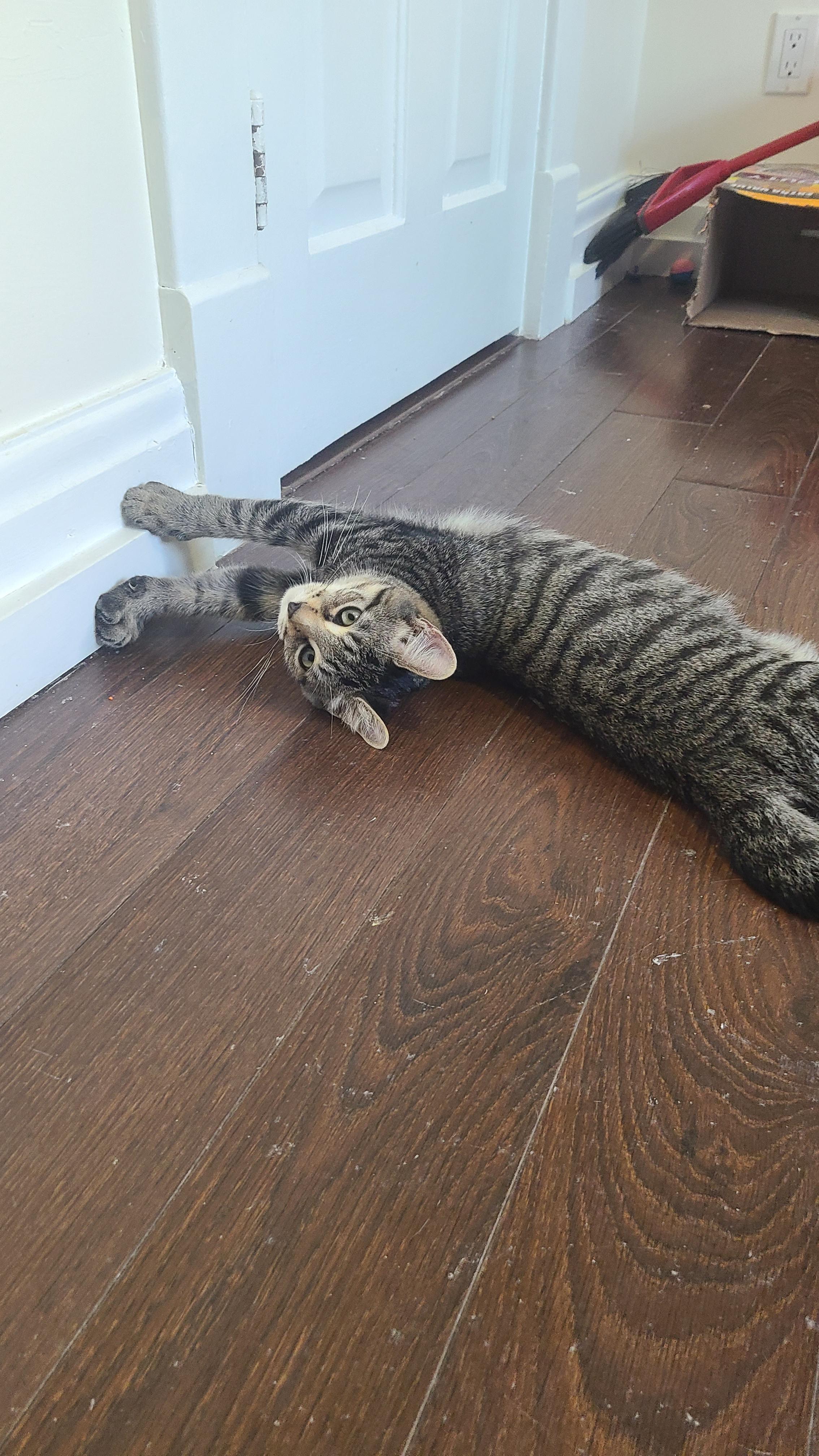 Enlarge Cilantro, a Adoptable Domestic Short Hair in Cambridge, ON image 5/5