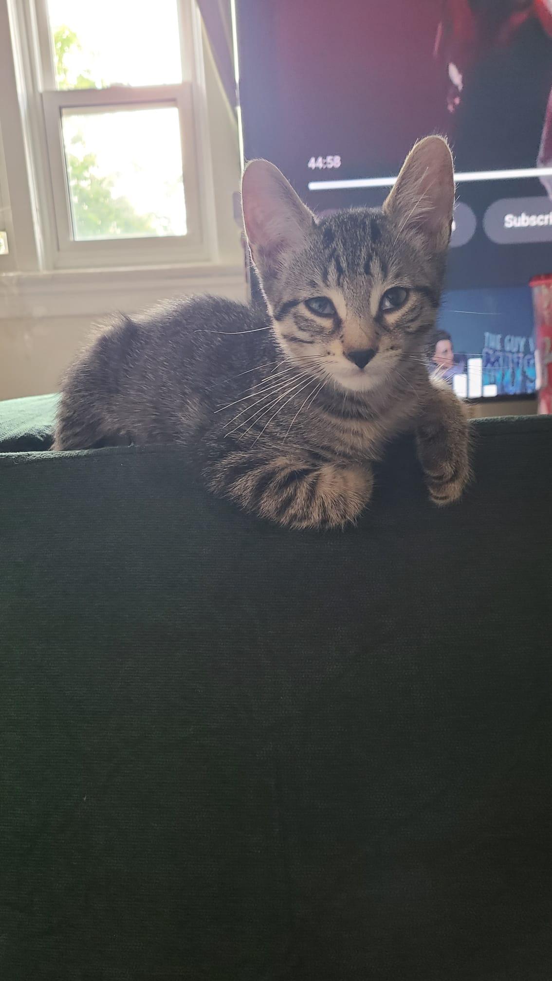 Cilantro, ADOPTABLE, Kitten Male Domestic Short Hair.
