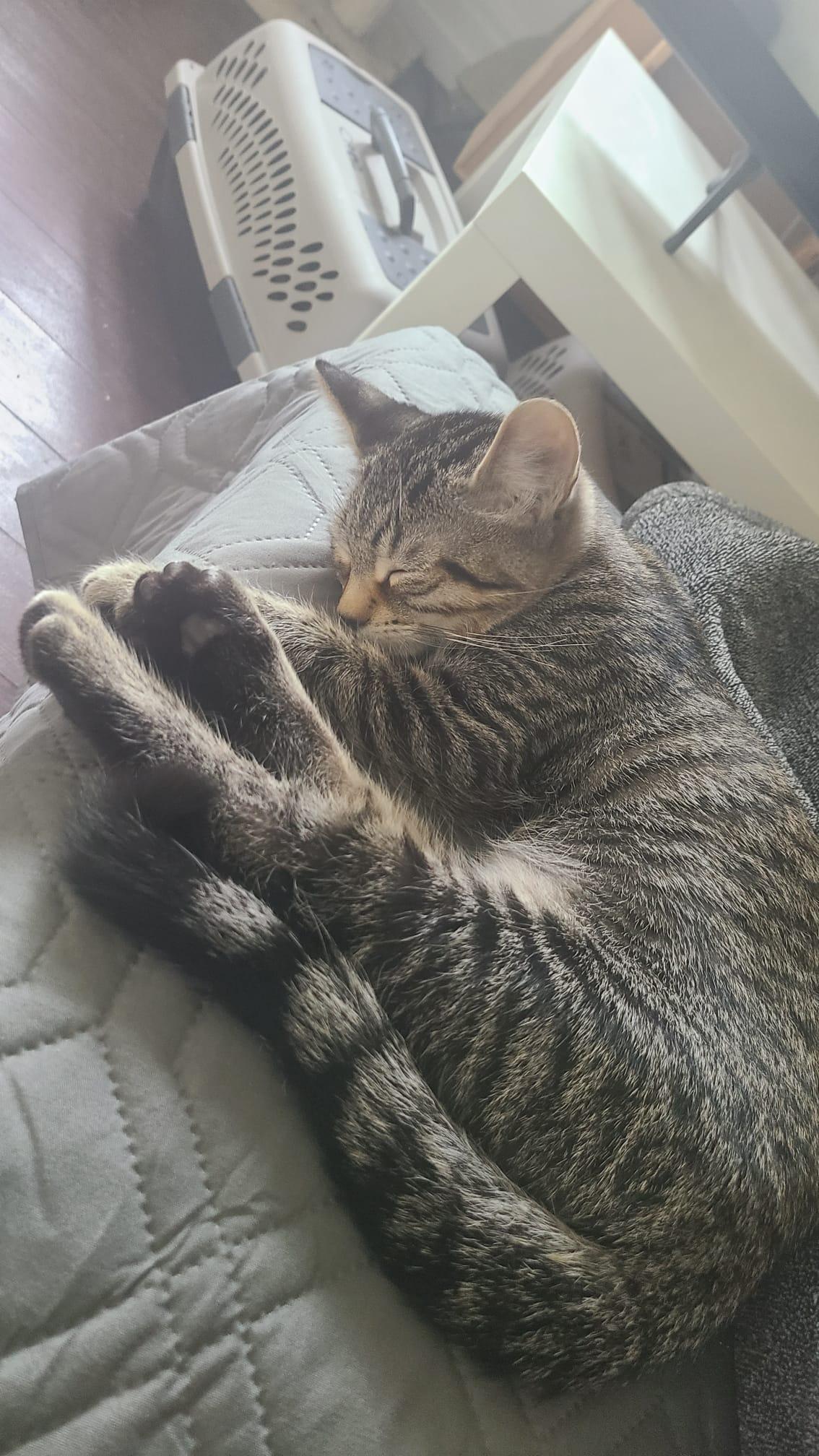 Cilantro, an adoptable Domestic Short Hair in Cambridge, ON image 4/4