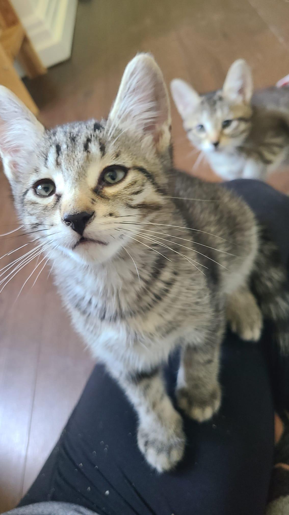 Enlarge Cilantro, a ADOPTABLE Domestic Short Hair in Cambridge, ON image 2/2