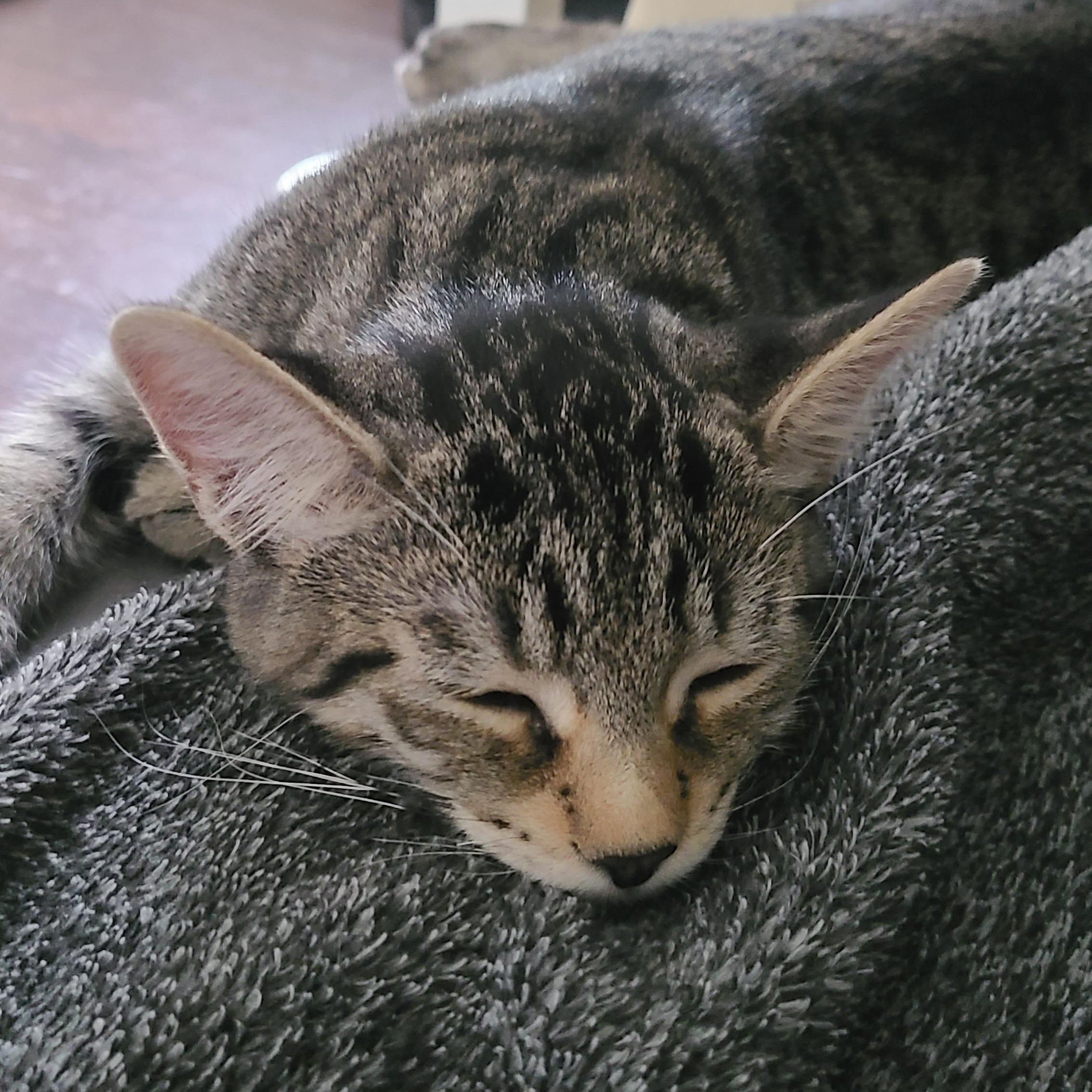 Enlarge Cilantro, a Adoptable Domestic Short Hair in Cambridge, ON image 1/5