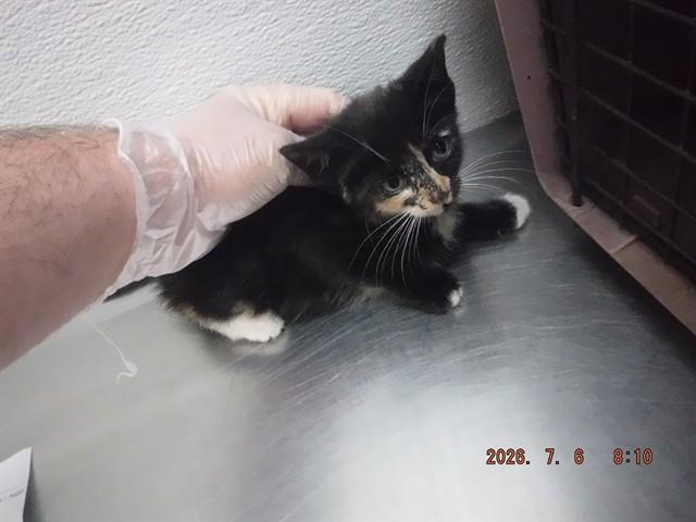 Enlarge VISERRA, a Adoptable Domestic Short Hair in Oroville, CA image 1/1
