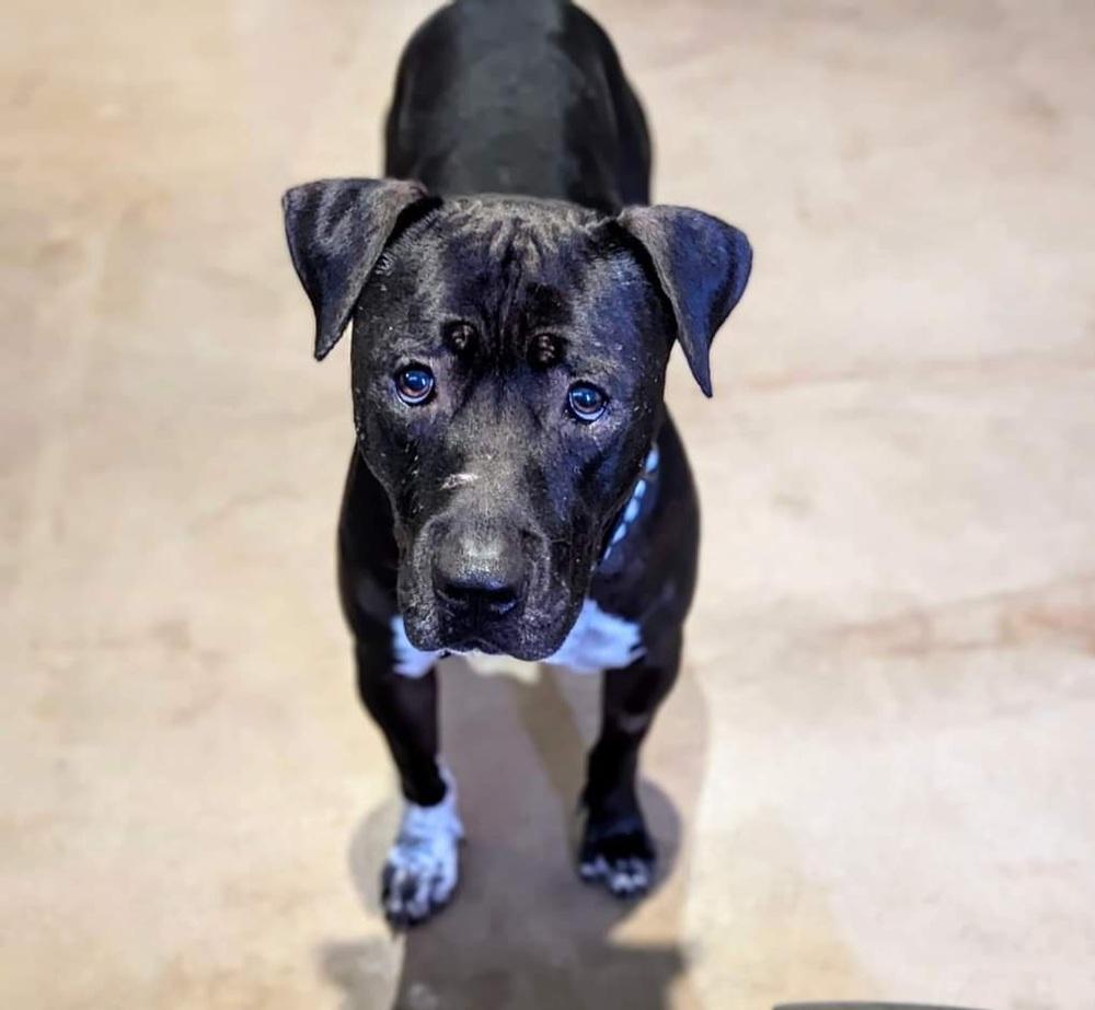 Enlarge Tino, a Adoptable mixed breed in Phoenix, AZ image 1/6