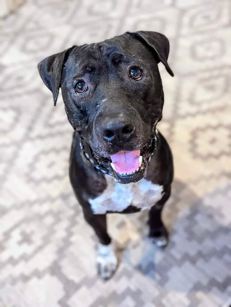 Enlarge Tino, a Adoptable mixed breed in Phoenix, AZ image 2/6