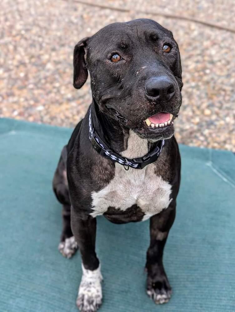 Enlarge Tino, a Adoptable mixed breed in Phoenix, AZ image 3/6