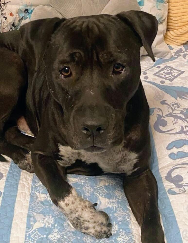 Enlarge Tino, a Adoptable mixed breed in Phoenix, AZ image 4/6