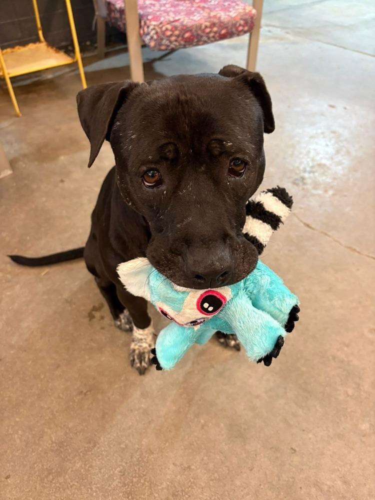 Enlarge Tino, a Adoptable mixed breed in Phoenix, AZ image 3/6