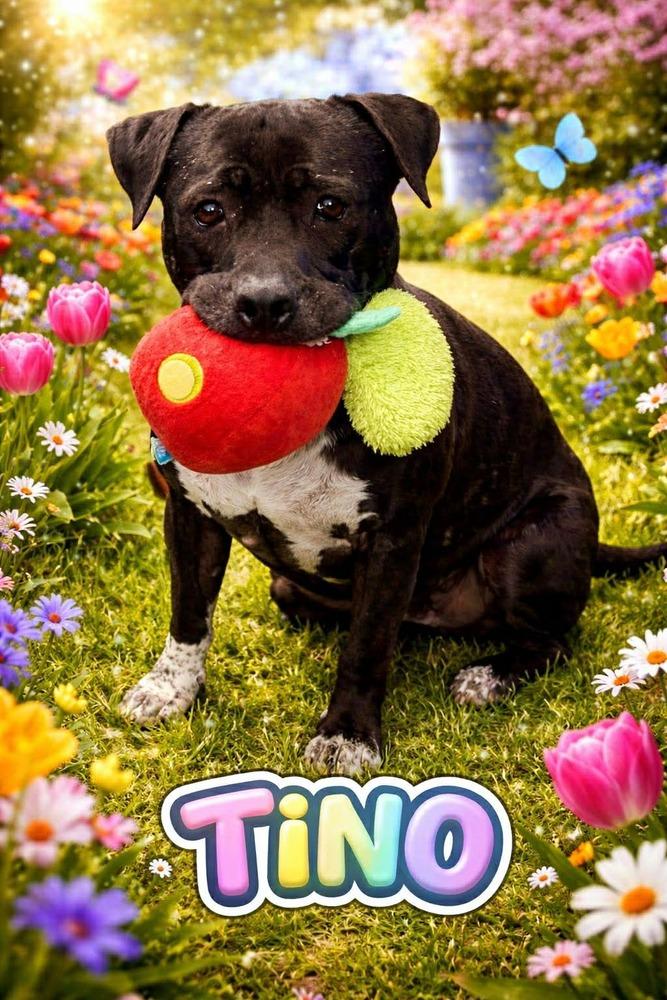 Enlarge Tino, a Adoptable mixed breed in Phoenix, AZ image 4/6