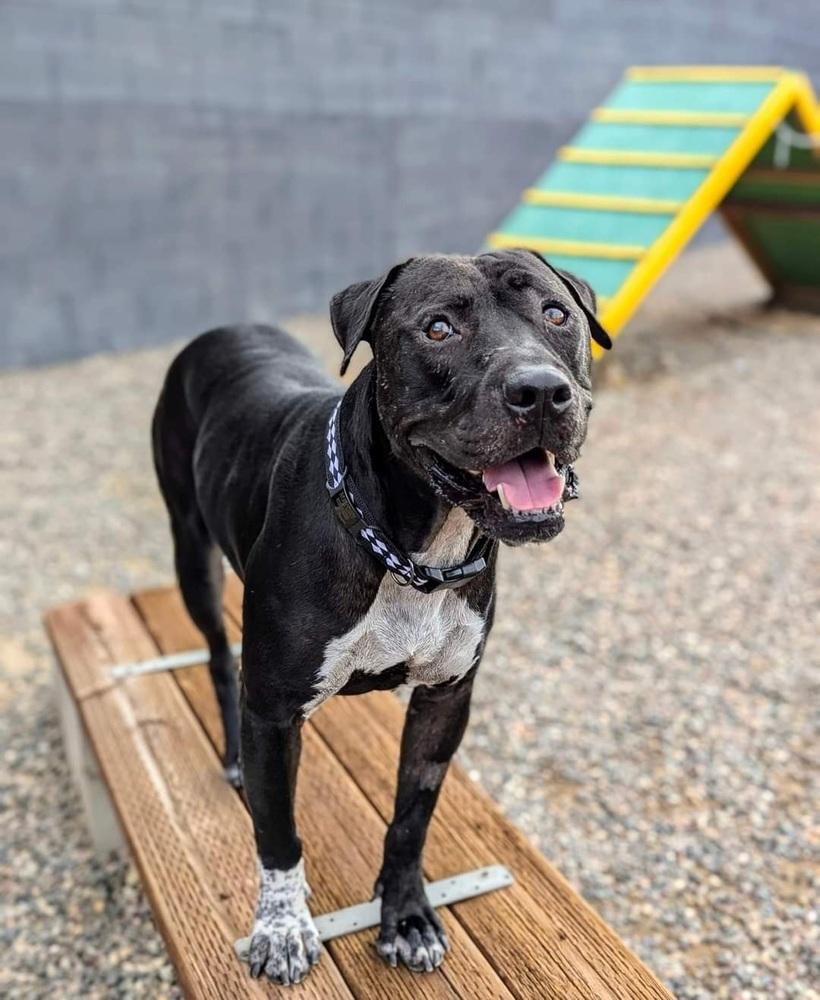 Enlarge Tino, a Adoptable mixed breed in Phoenix, AZ image 5/6