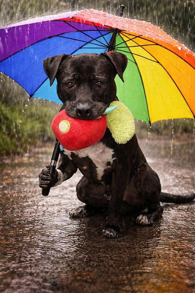 Enlarge Tino, a Adoptable mixed breed in Phoenix, AZ image 5/6