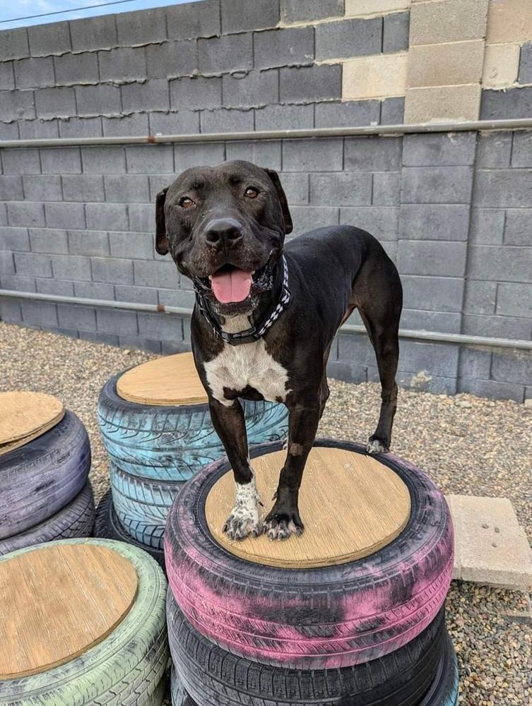 Enlarge Tino, a Adoptable mixed breed in Phoenix, AZ image 6/6