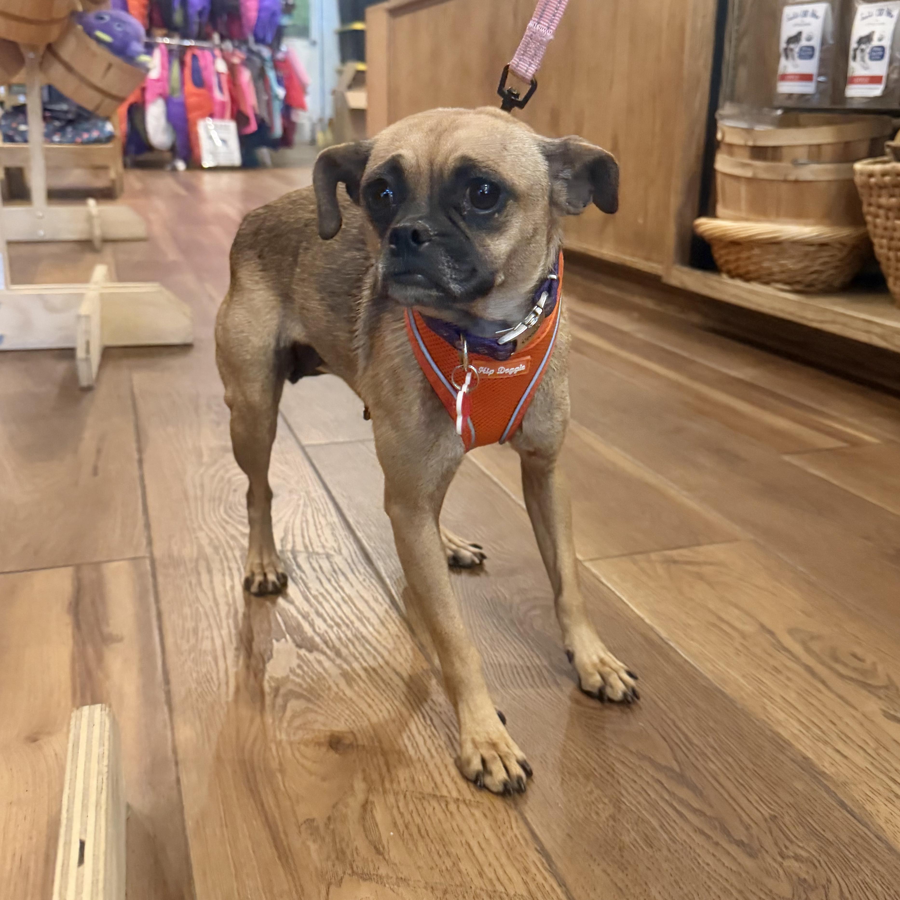 Tessa, a ADOPTABLE mixed breed in Boulder, CO image 5/6