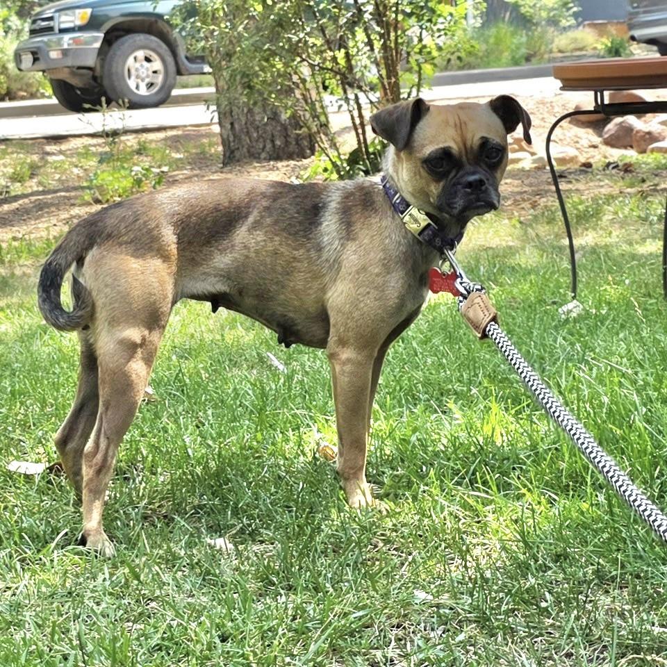 Tessa, a ADOPTABLE mixed breed in Boulder, CO image 6/6
