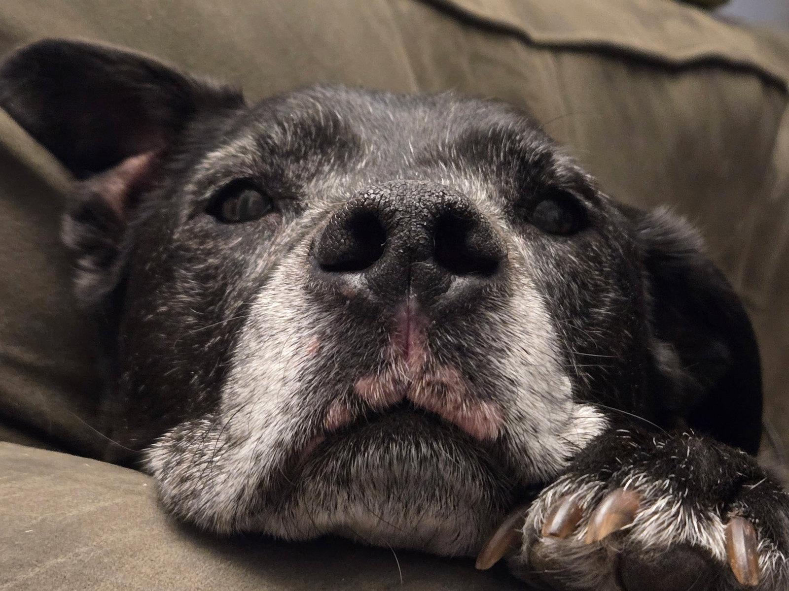Jv Litter Zena (mom), Adoptable, Adult Female Pit Bull Terrier & Labrador Retriever.