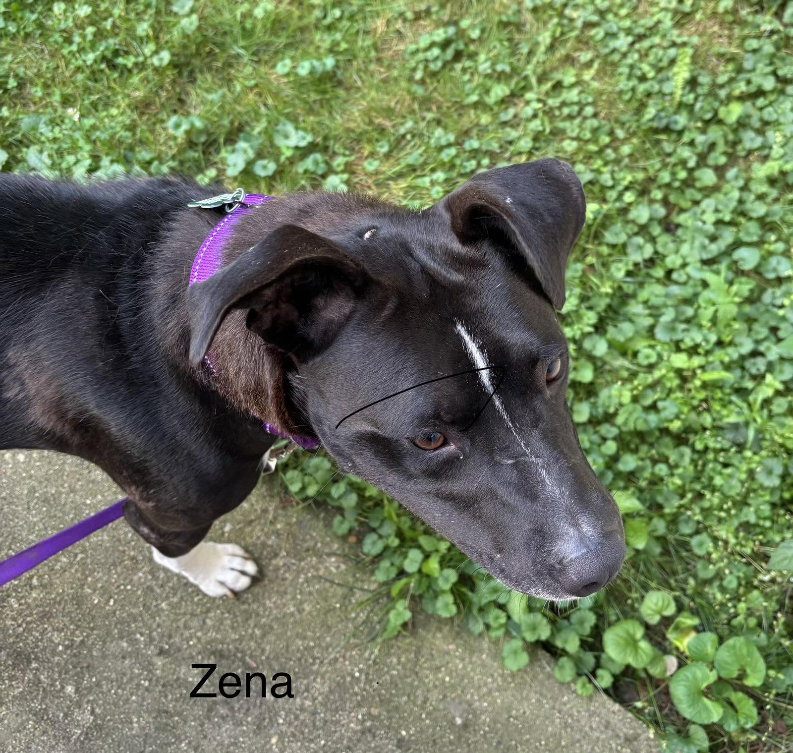 Enlarge Jv Litter Zena (mom), a Adoptable mixed breed in Livonia, MI image 2/3