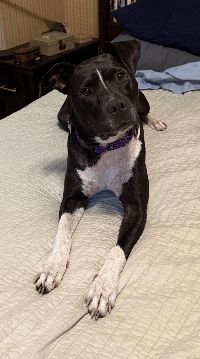 Enlarge Jv Litter Zena (mom), a Adoptable mixed breed in Livonia, MI image 3/3