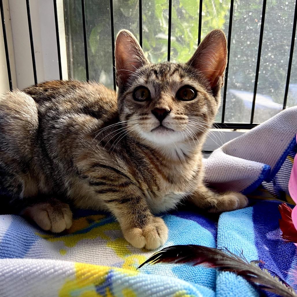 Enlarge Maple, a Adoptable Domestic Short Hair in Pacific Palisades, CA image 1/4