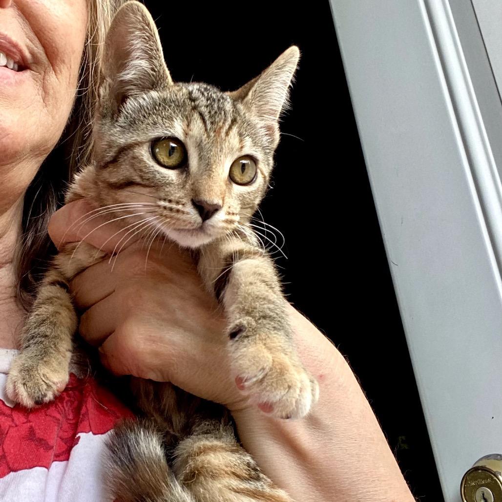 Enlarge Maple, a Adoptable Domestic Short Hair in Pacific Palisades, CA image 2/4