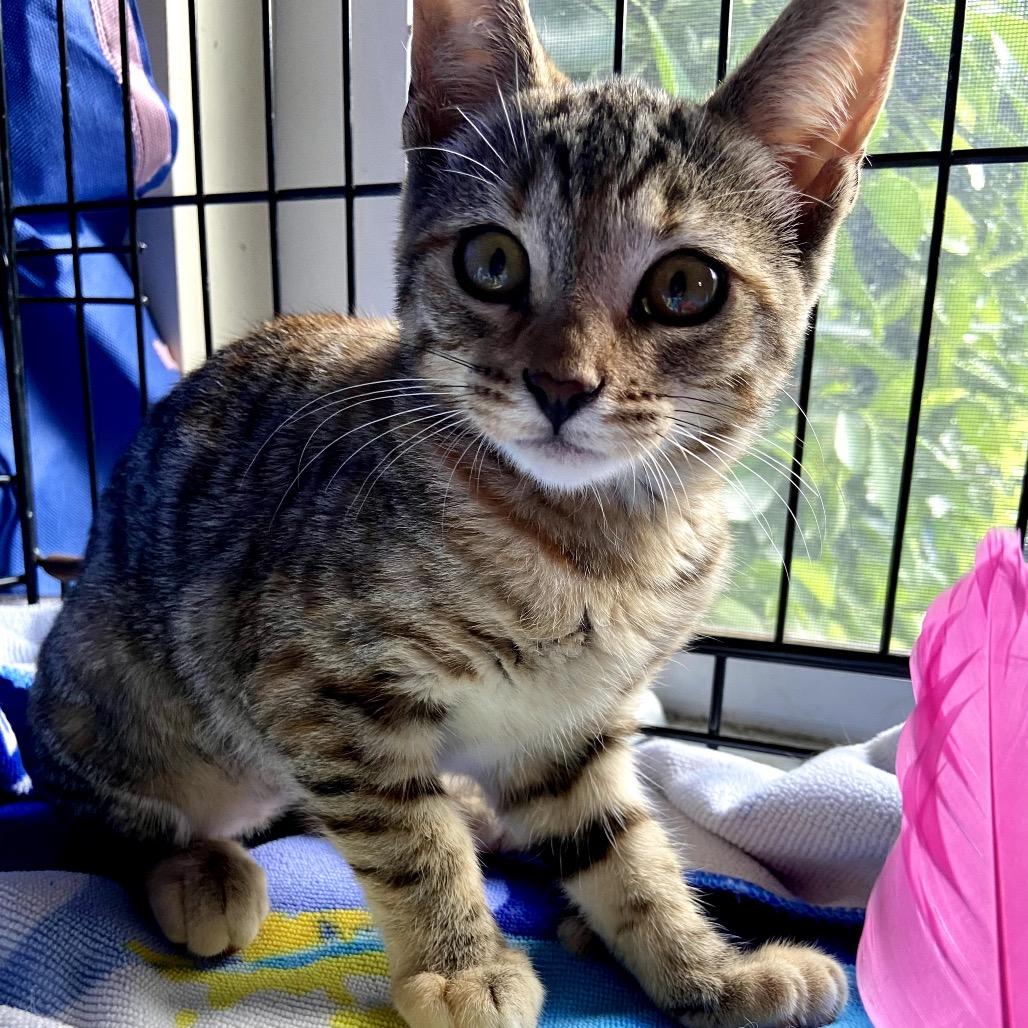 Enlarge Maple, a Adoptable Domestic Short Hair in Pacific Palisades, CA image 3/4