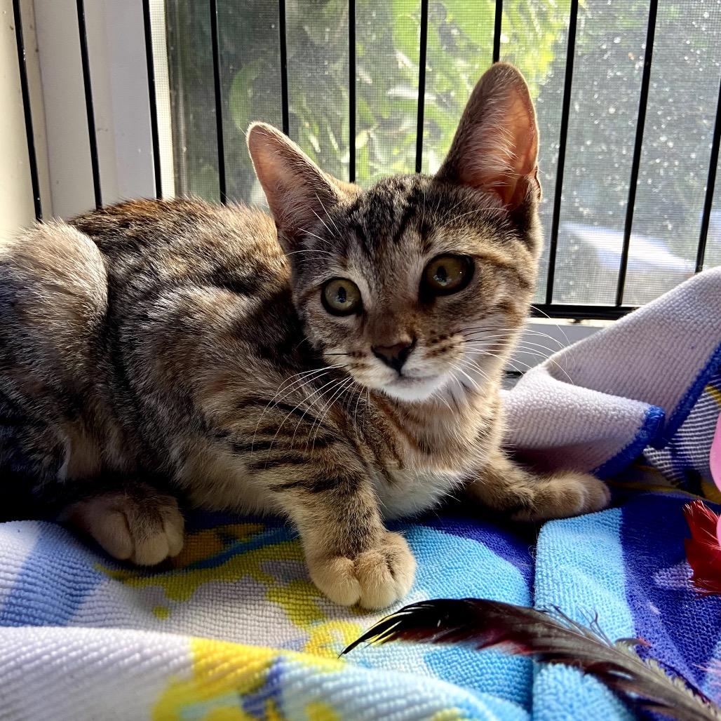 Enlarge Maple, a Adoptable Domestic Short Hair in Pacific Palisades, CA image 4/4