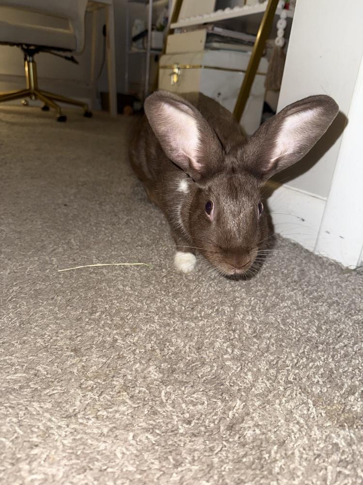 Enlarge Bunny (Bonnie), a Adoptable Havana in New Bedford, MA image 1/3