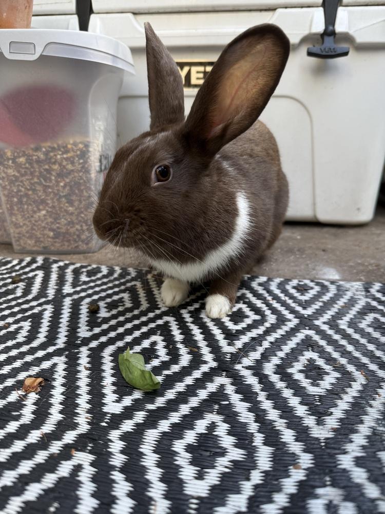 Enlarge Bunny (Bonnie), a Adoptable Havana in New Bedford, MA image 2/3