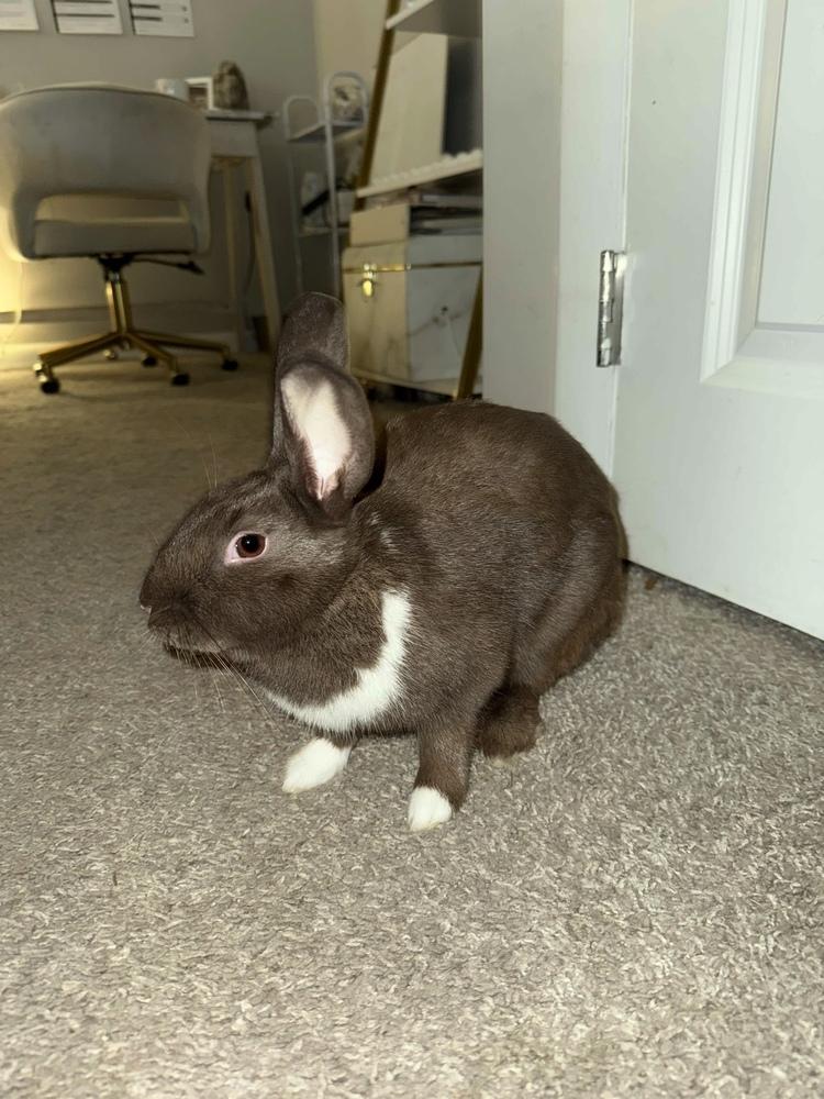 Bunny (Bonnie), Adoptable, Adult Female Havana.