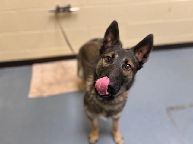 Enlarge CORTADO, a Adoptable German Shepherd Dog in Denver, CO image 1/1