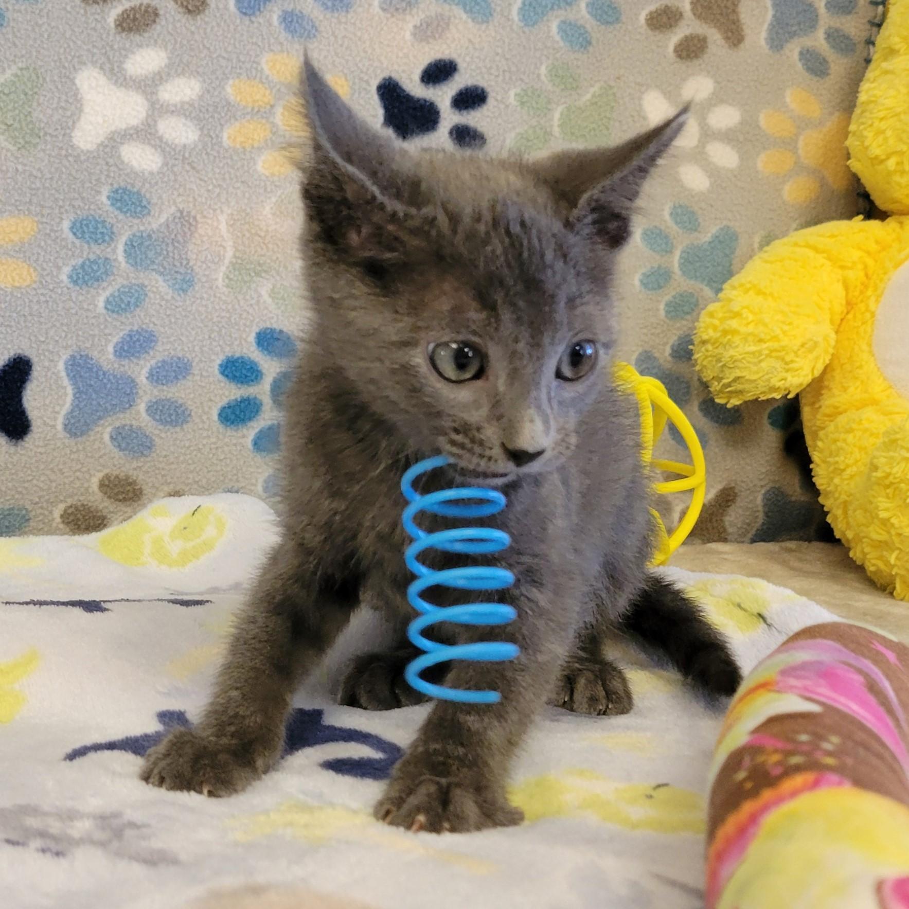 Pickles, an adopted mixed breed in ALPINE, TX image 2/4