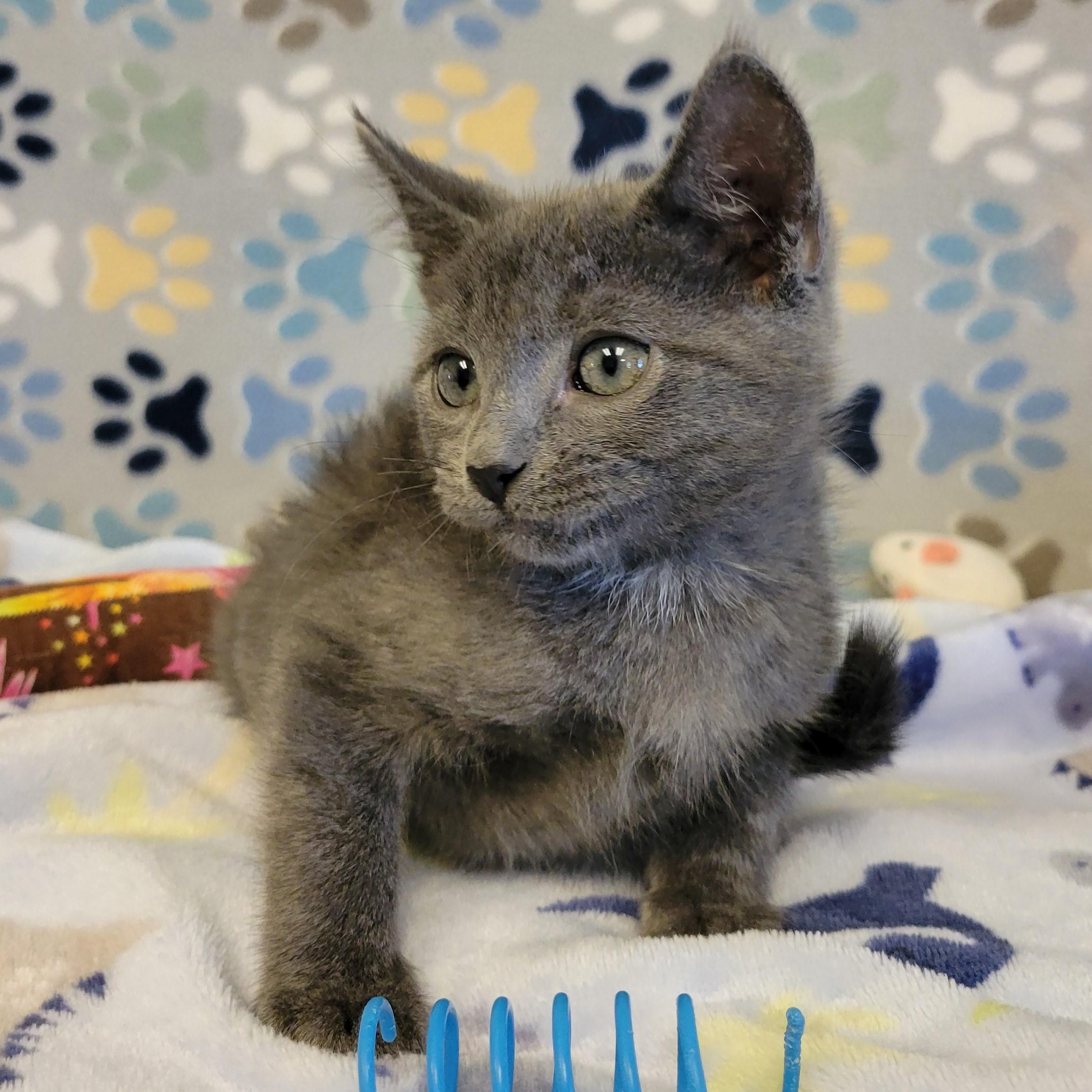 Pickles, an adopted mixed breed in ALPINE, TX image 4/4