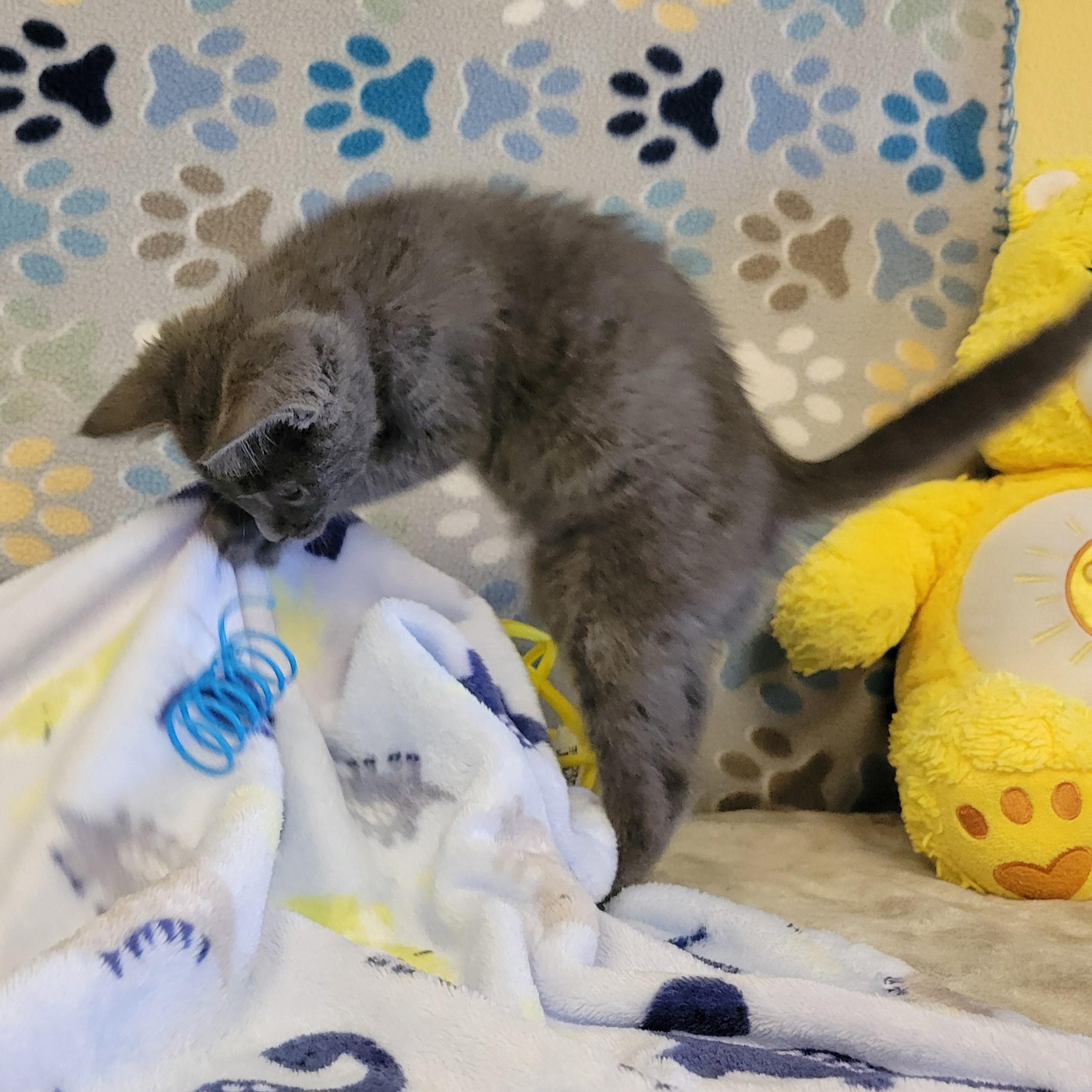 Pickles, an adopted mixed breed in ALPINE, TX image 3/4