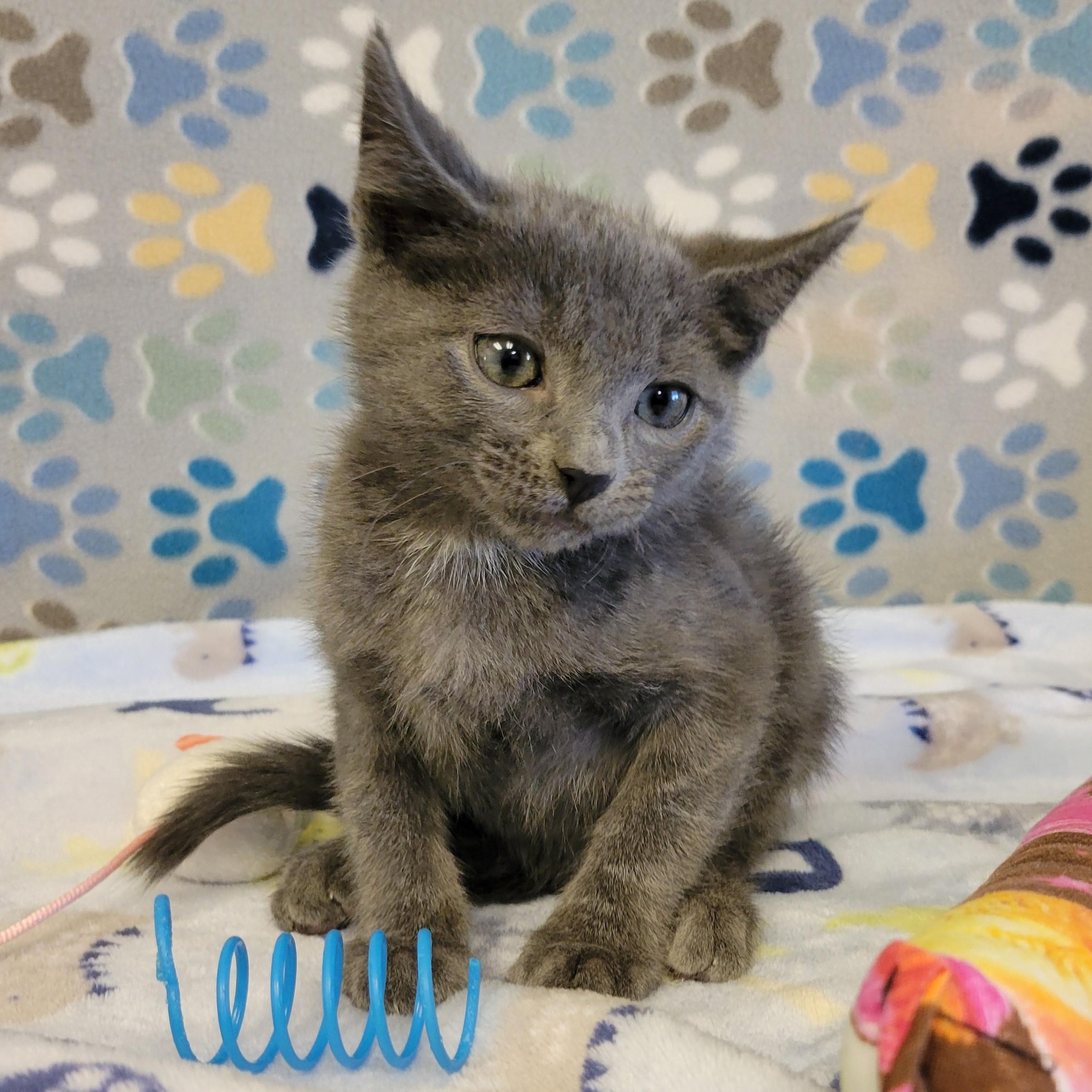 Pickles, an adopted mixed breed in ALPINE, TX image 1/4