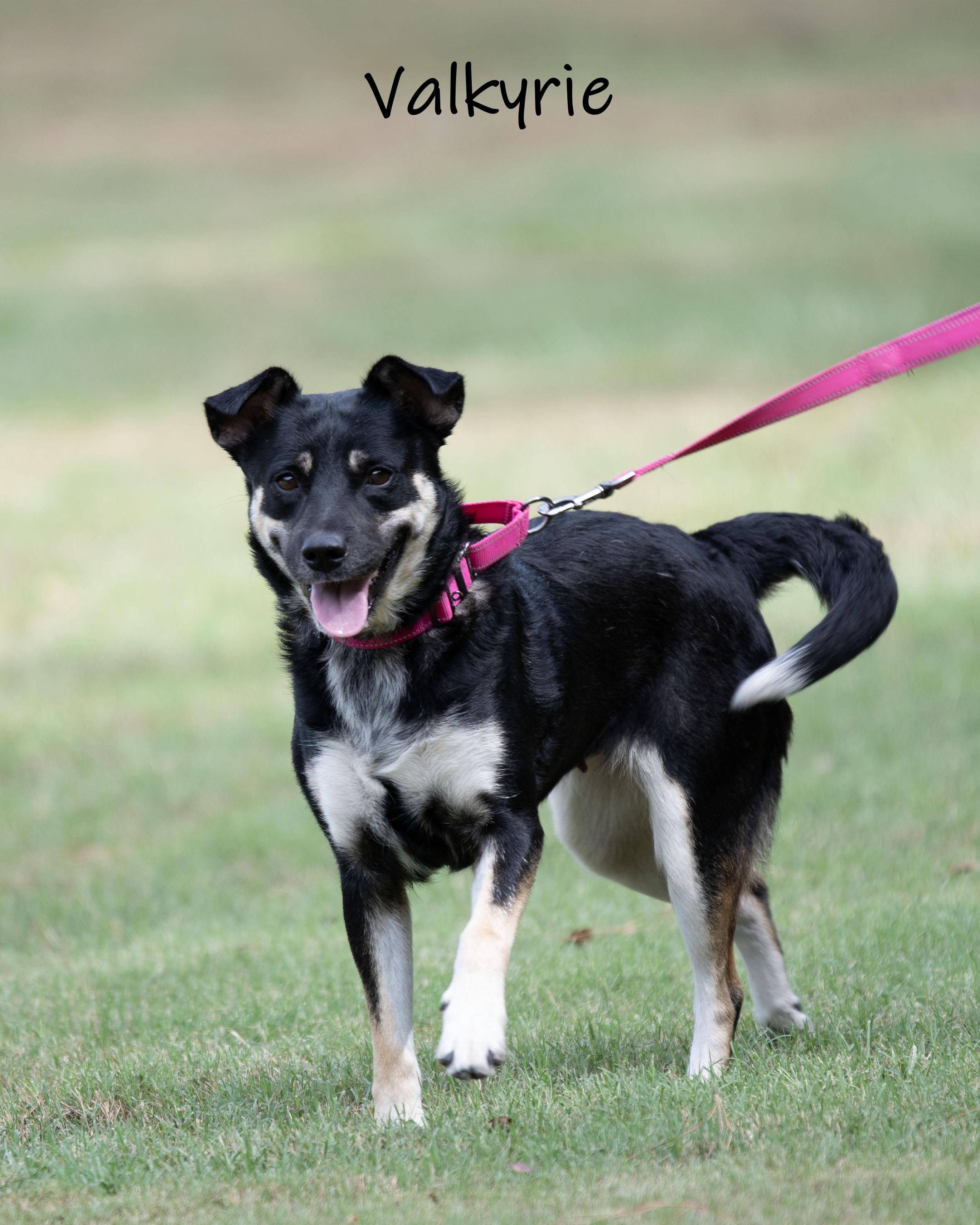 Enlarge Valkyrie, a ADOPTABLE mixed breed in Bishop, GA image 6/6