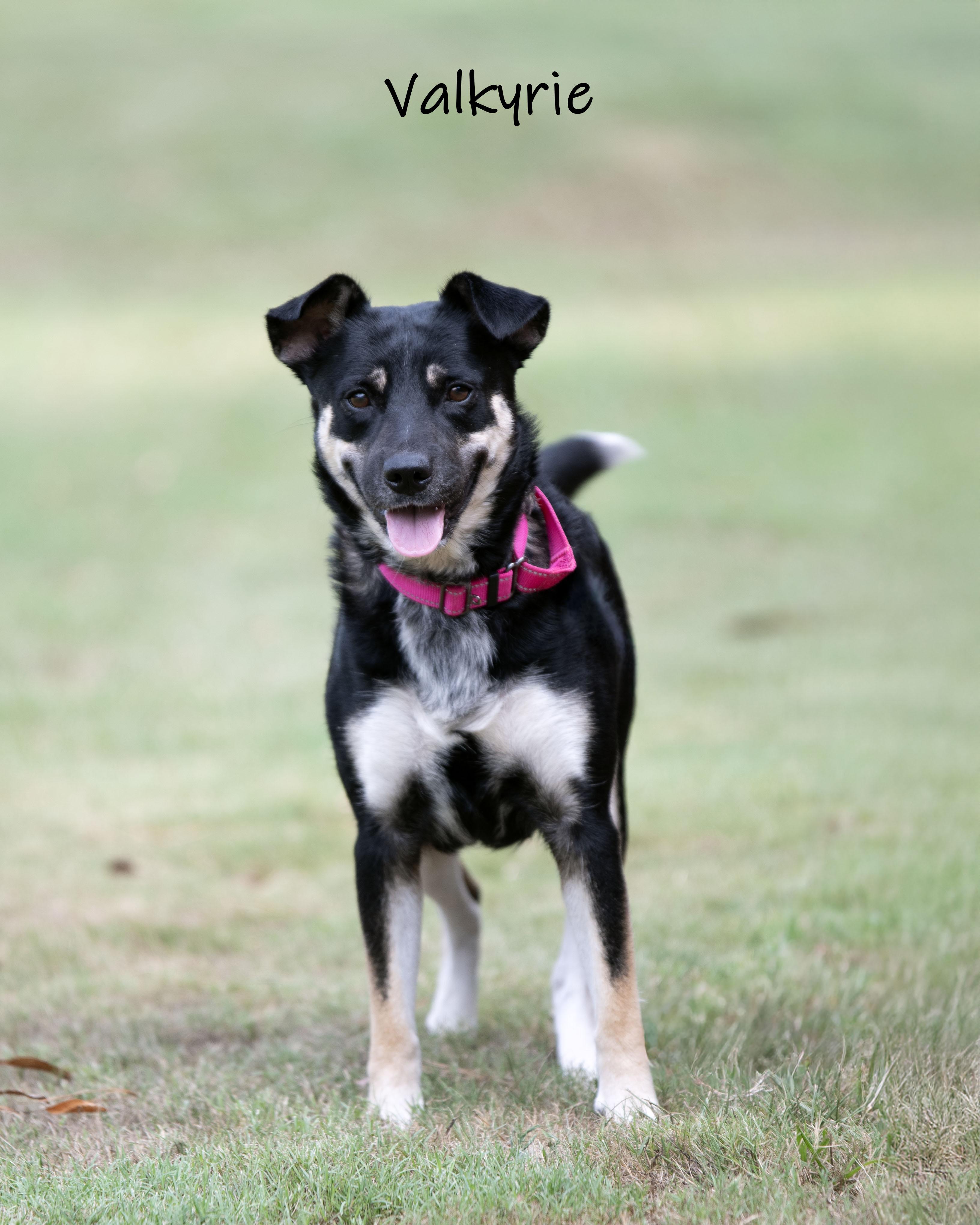 Enlarge Valkyrie, a ADOPTABLE mixed breed in Bishop, GA image 1/6