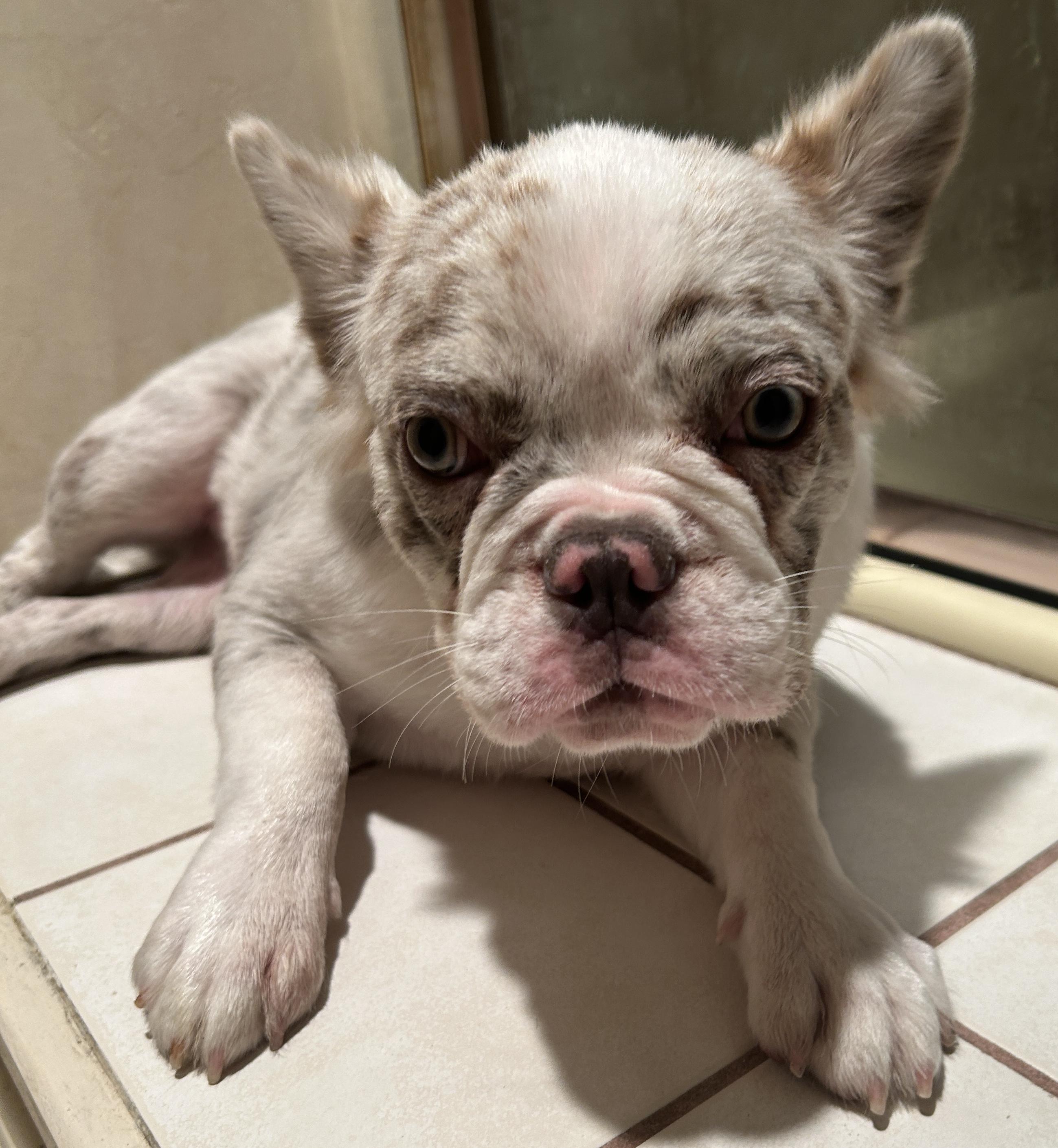 LILLYROSE, a ADOPTABLE French Bulldog in El Cajon, CA image 6/6